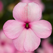 Impatiens 'Imara XDR Rose'