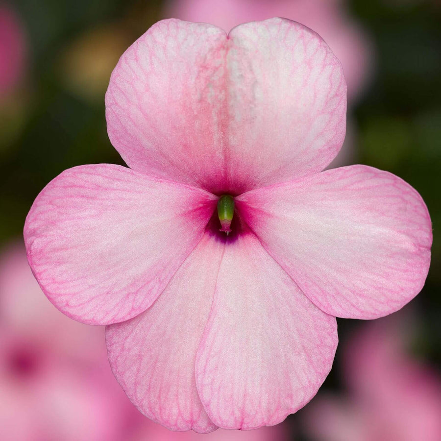 Impatiens 'Imara XDR Rose'