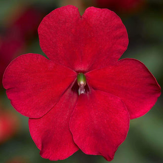 Une fleur rouge foncé occupe le centre de l’image, avec de grands pétales arrondis réunis autour d’un petit centre vert. Des nervures discrètes rayonnent sur leurs surfaces et deviennent plus sombres près des plis. Le haut de la corolle montre une légère échancrure. Des zones vertes et rouges floues forment l’arrière-plan autour du contour net de la fleur.