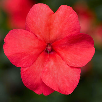 Une fleur rose rouge remplit le premier plan et s’étale en larges lobes arrondis. De fines lignes plus foncées partent du petit centre et traversent les pétales jusqu’aux marges. Un pli marque le lobe du haut, dont le bord est légèrement creusé. Les couleurs rouges et vertes du fond restent floues autour de cette corolle montrée de face.