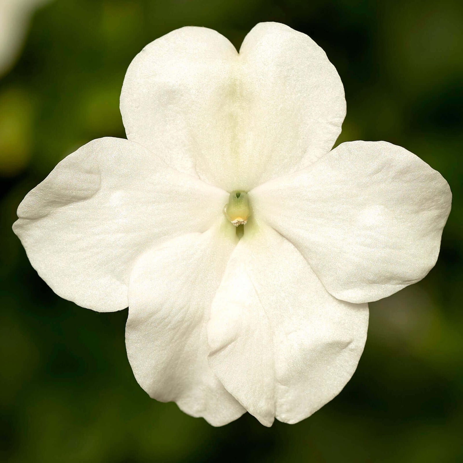 Impatiens 'Imara XDR White'