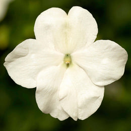 Impatiente 'Imara XDR White'