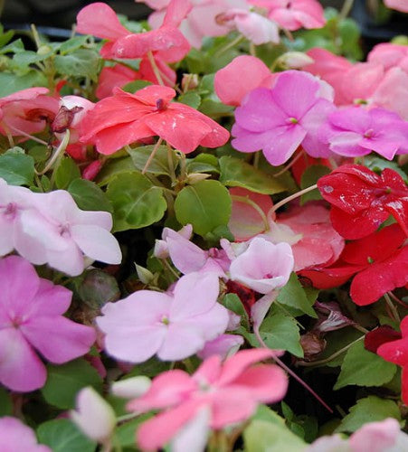 Semences Mélange d’impatiens (Impatiens walleriana)