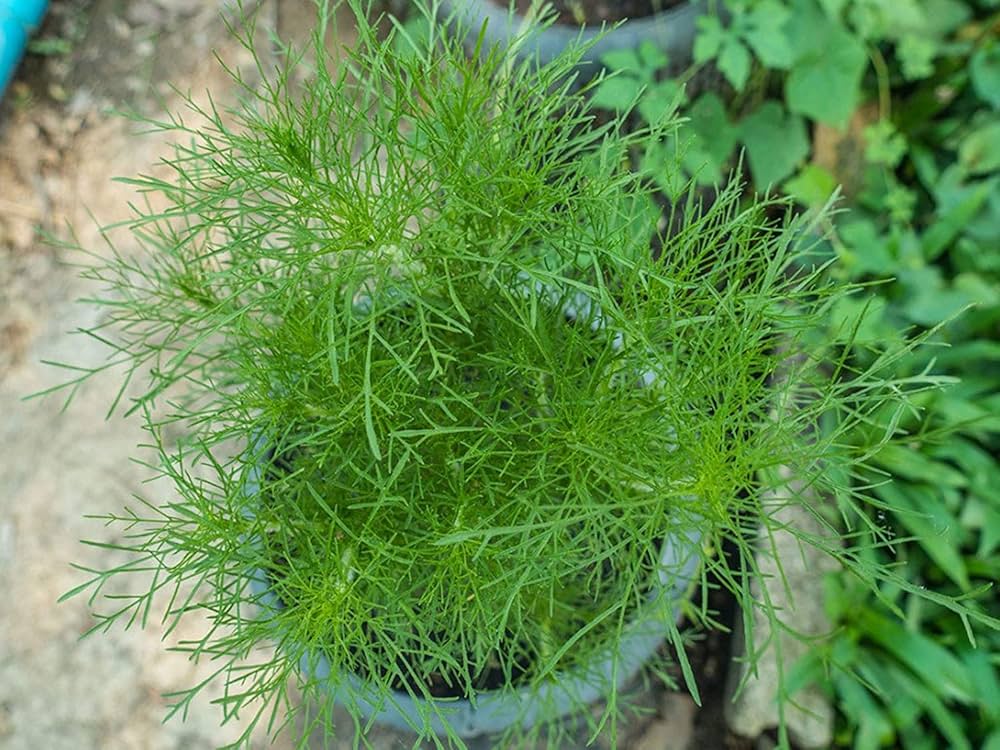 Indian dill ‘Soya Saag’, certified organic seeds (<em>Anethum graveolens</em>)