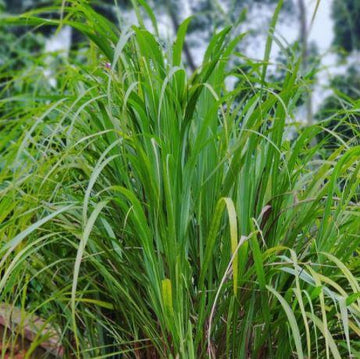 Citronnelle 'Indian' bio