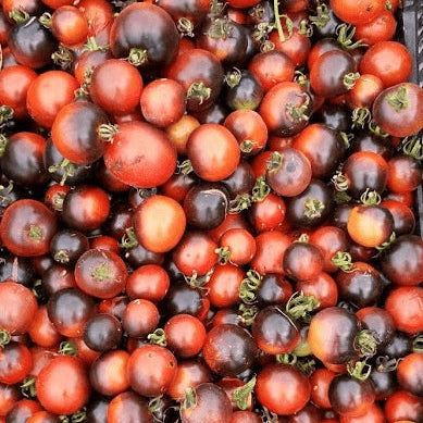 Tomate 'Indigo Rose' bio
