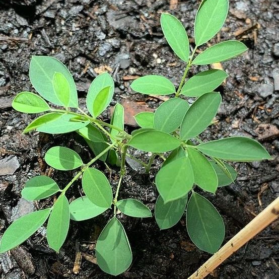 Organic Indigo 'Indigo'