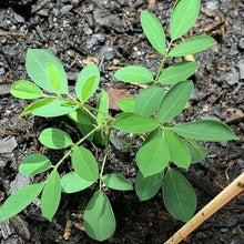 Organic Indigo 'Indigo'