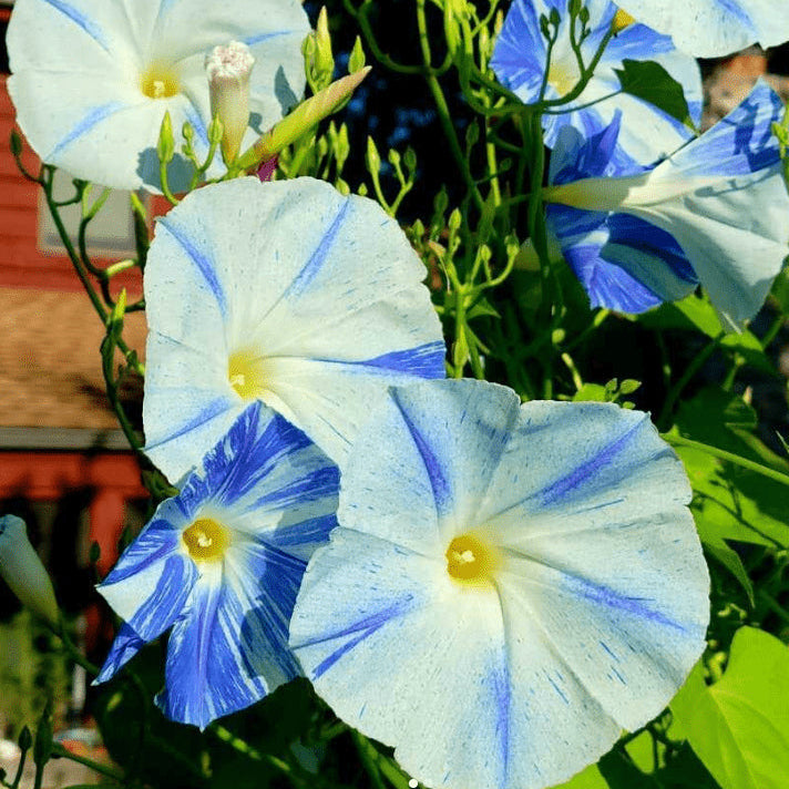Organic Morning Glory 'Flying Saucers'