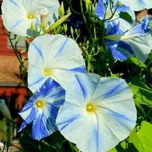 Organic Morning Glory 'Flying Saucers'