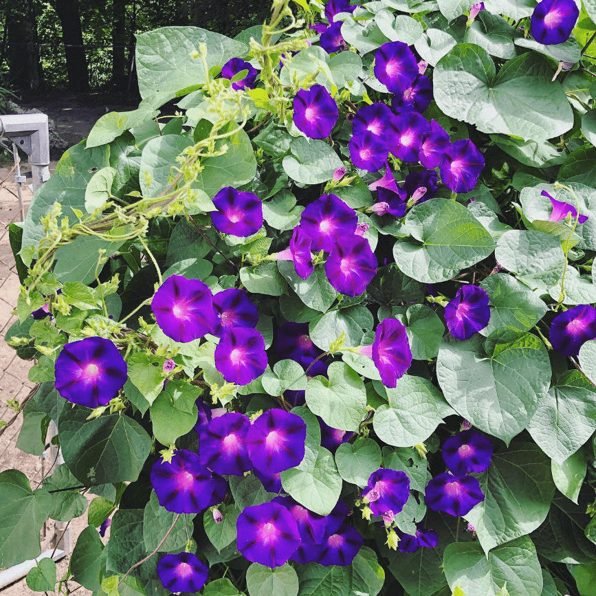 Organic 'Grandpa Ott's' Morning Glory