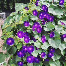 Organic 'Grandpa Ott's' Morning Glory