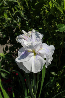 Iris 'Blushing Crimson'