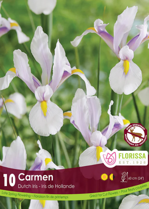 Iris hollandais 'Carmen'