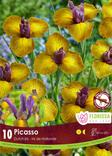 Iris hollandais 'Picasso'