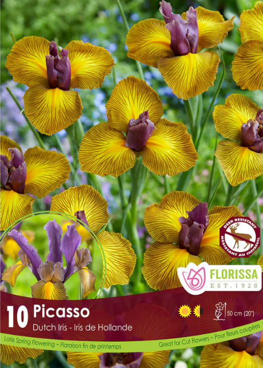 Iris hollandais 'Picasso'