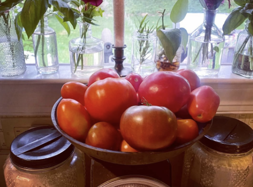 Tomate Iron Lady F1 – Gaia Organic Seeds