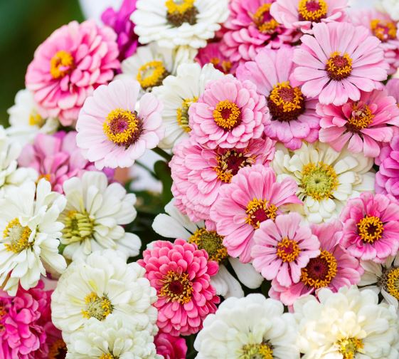 Zinnia 'Isn't This Romantic' Organic Mix