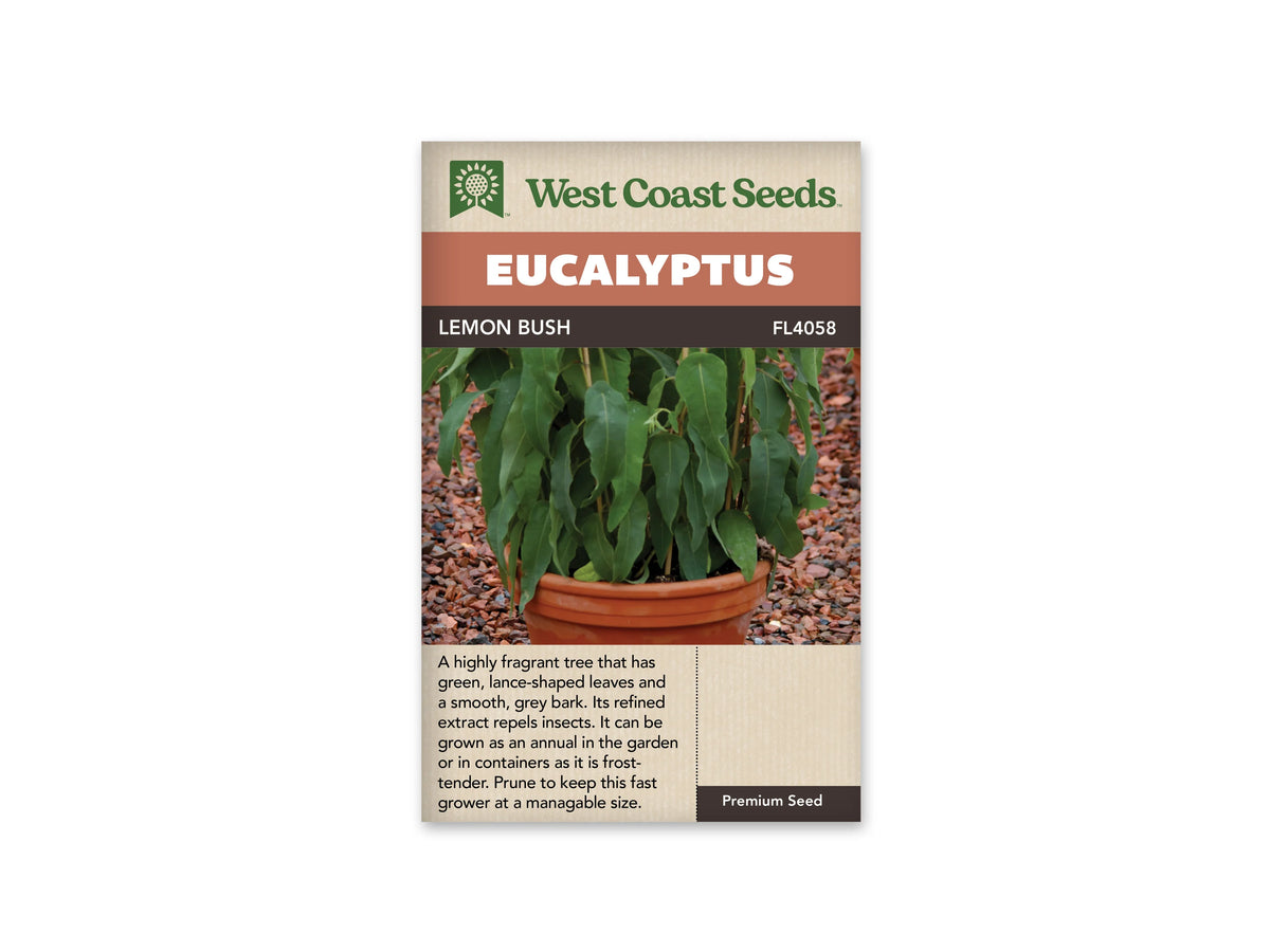 Sachet Lemon Bush de West Coast Seeds sur fond blanc. La photo montre un plant aux longues feuilles vertes, un peu ondulées, dans un pot de terre cuite posé sur du gravier brun. Le bandeau orangé indique Eucalyptus. La bande brune porte Lemon Bush et le code FL4058, juste au-dessus de la photo.