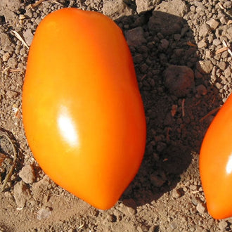 Organic 'Italian Gold' Tomato Seeds by Gaia, product image prepared for Canadian gardeners.