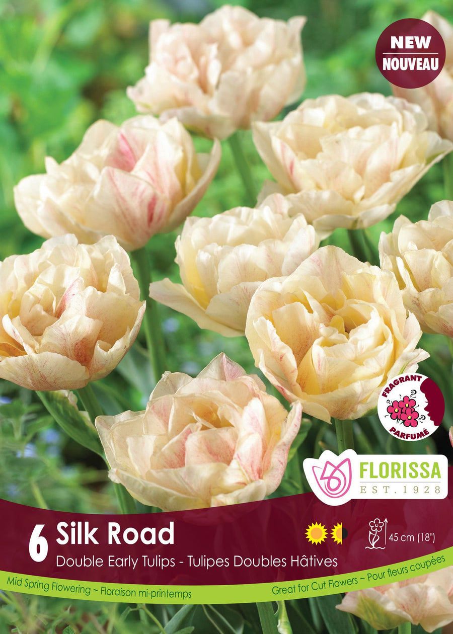 Tulipe Silk Road