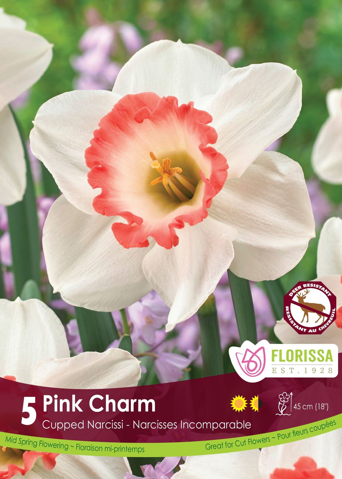 Pink Charm’ Daffodil: a white daffodil with a cream cup edged with coral pink.