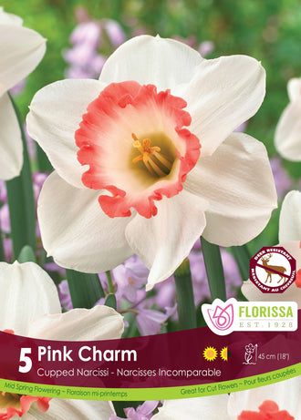 Pink Charm’ Daffodil: a white daffodil with a cream cup edged with coral pink.
