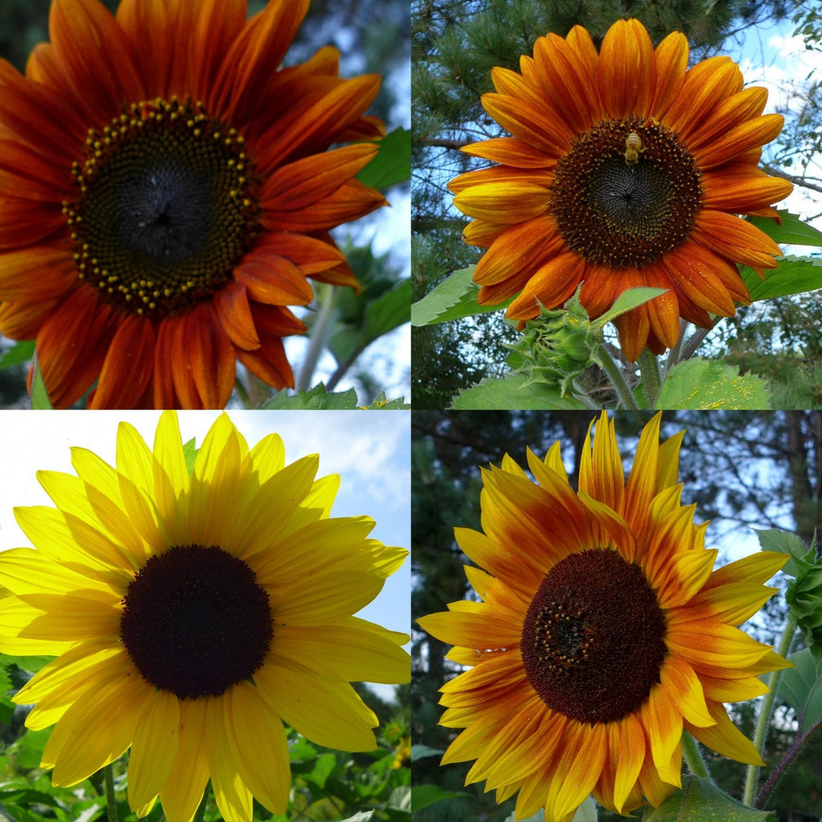 Sunflower mix (Helianthus annuus)