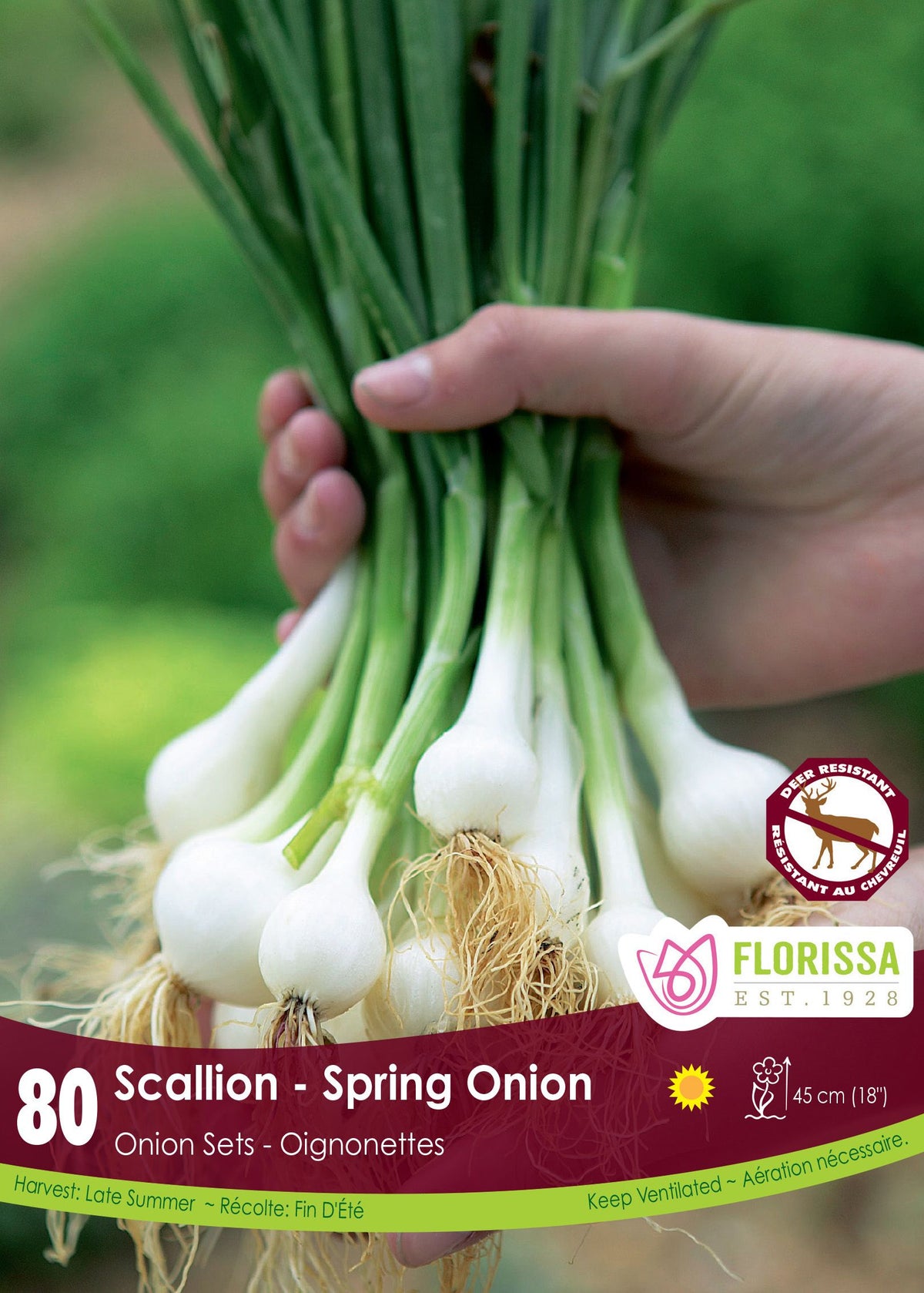 Oignon ‘Vert (échalote)’ ( Allium ) : une main tenant une botte d’oignons verts à petits bulbes blancs. Le visuel Florissa présente la plante et son nom dans la partie inférieure de l’étiquette. La photographie occupe presque toute la surface, tandis que le bandeau du bas rassemble les indications du produit. Cette vue permet de reconnaître son apparence et de distinguer la variété présentée.