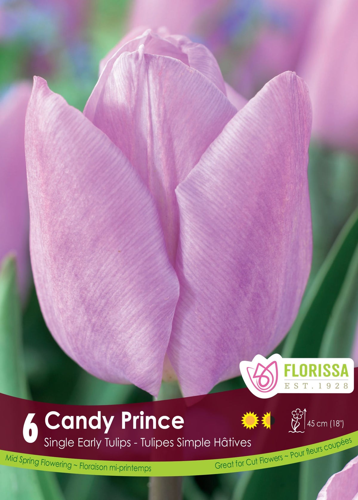 Tulipe Candy Prince ( Tulipa ) : une tulipe lilas pâle photographiée de près. Le visuel Florissa présente la plante et son nom dans la partie inférieure de l’étiquette. La photographie occupe presque toute la surface, tandis que le bandeau du bas rassemble les indications du produit. Cette vue permet de reconnaître son apparence et de distinguer la variété présentée.