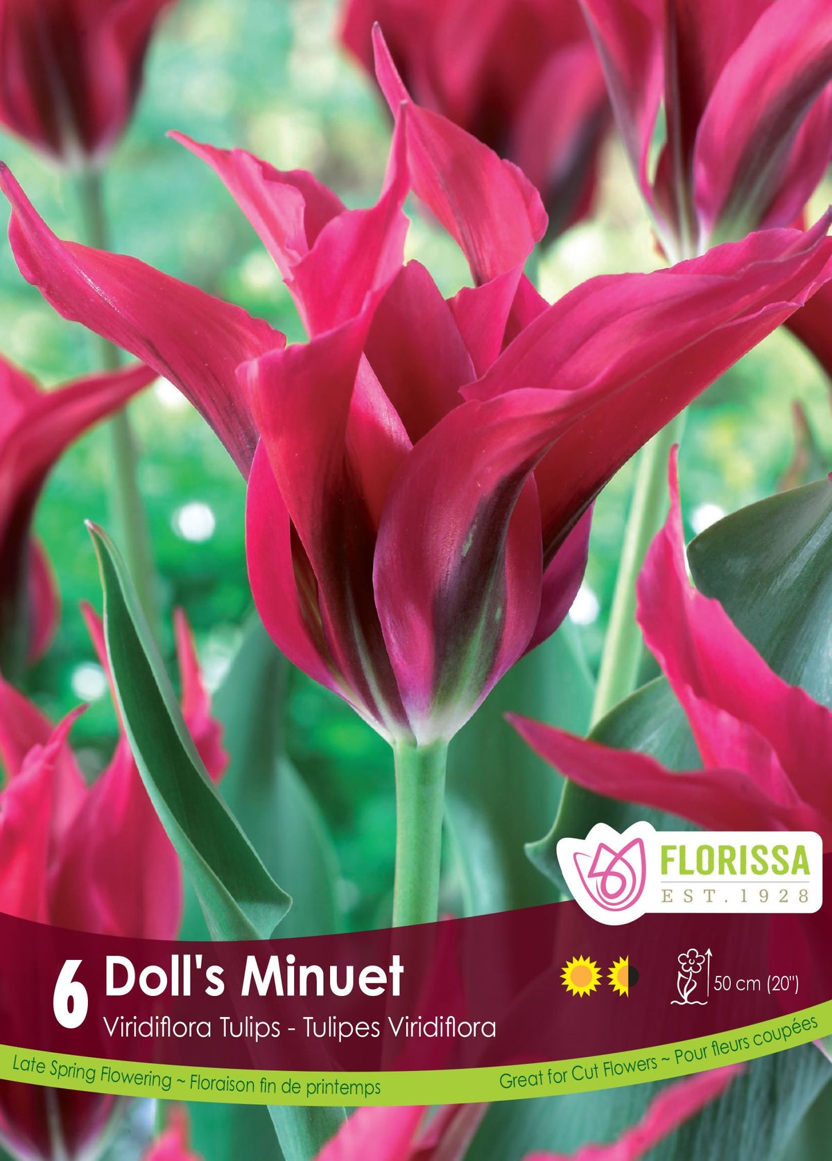 Tulipe Doll's Minuet