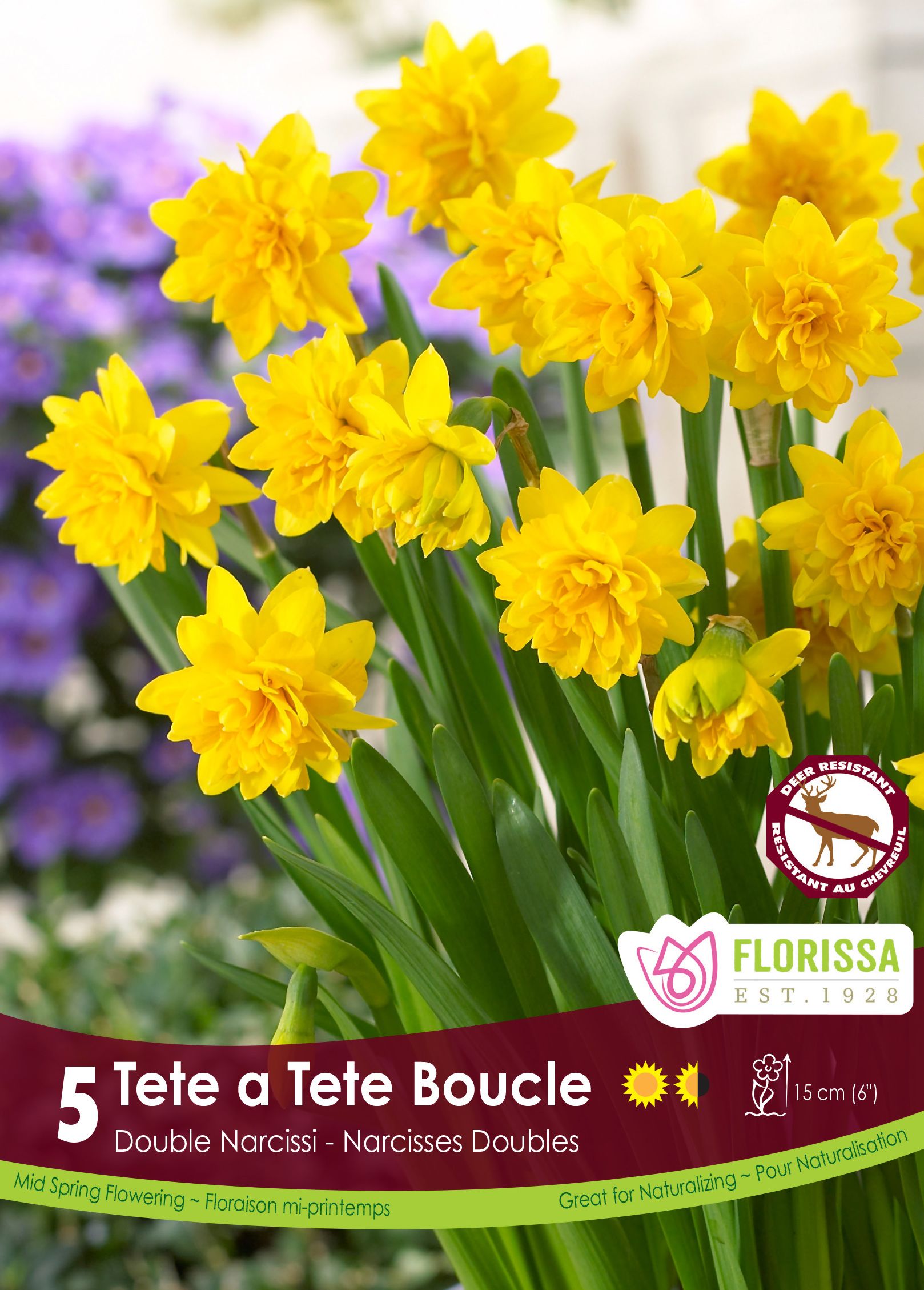 Narcisse Tête à Tête - Bulbes De Jonquilles Naines Pour Une Floraison Printanière