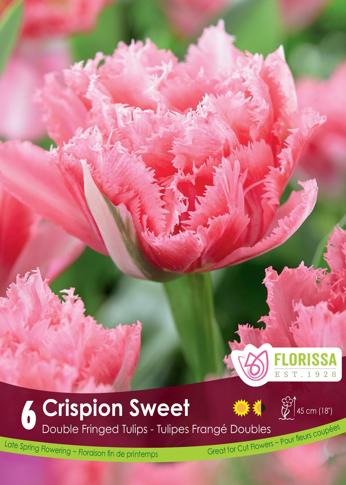 Tulipe Crispion Sweet ( Tulipa ) : une tulipe double rose aux pétales très frangés. Le visuel Florissa présente la plante et son nom dans la partie inférieure de l’étiquette. La photographie occupe presque toute la surface, tandis que le bandeau du bas rassemble les indications du produit. Cette vue permet de reconnaître son apparence et de distinguer la variété présentée.