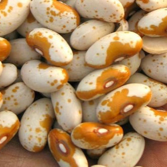 Organic 'Jacob's Cattle Gold Bean Seeds by Gaia, product image prepared for Canadian gardeners.