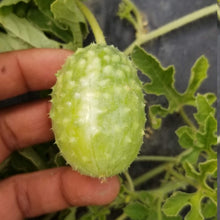 Concombre à cornichon Jamaican 'Burr Gherkin' bio