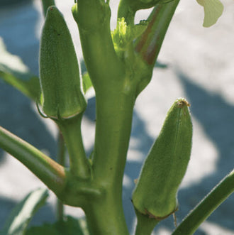 Organic 'Jambalaya F2' Okra Seeds by Gaia, product image prepared for Canadian gardeners.