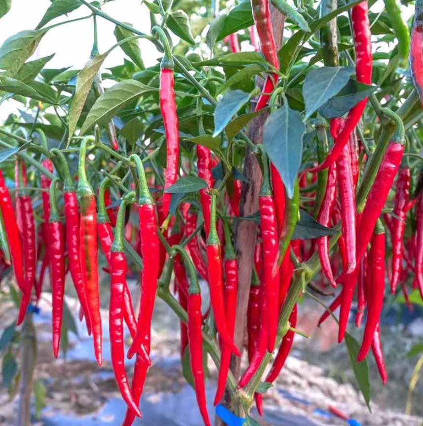 Piment fort long japonais bio