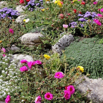 Garden Rockery Plants Flower Mixture