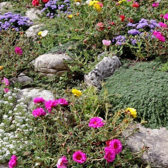 Jardin de rocaille 'Mixte annuel'