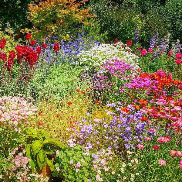 Perennial Wildflower Garden 'Perennials and Biennials'