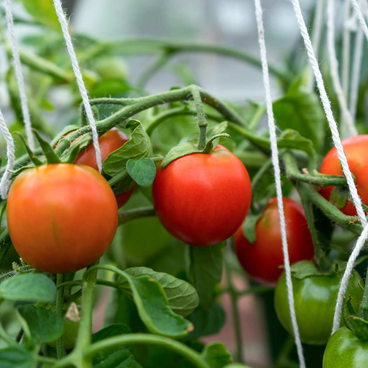 Tumbler Tomato Planter