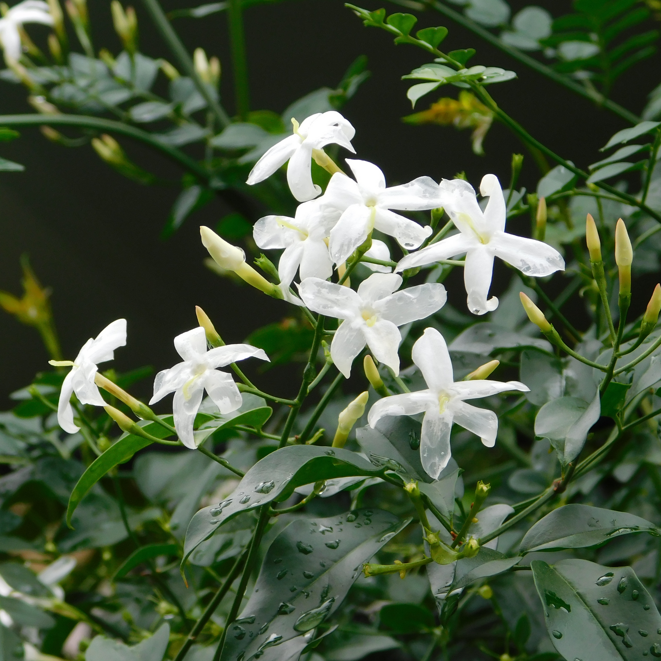Jasmine officinalis