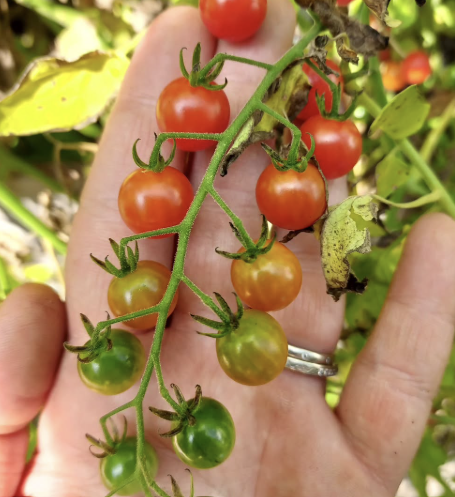 Tomate Jasper F1 – Gaia Organic Seeds