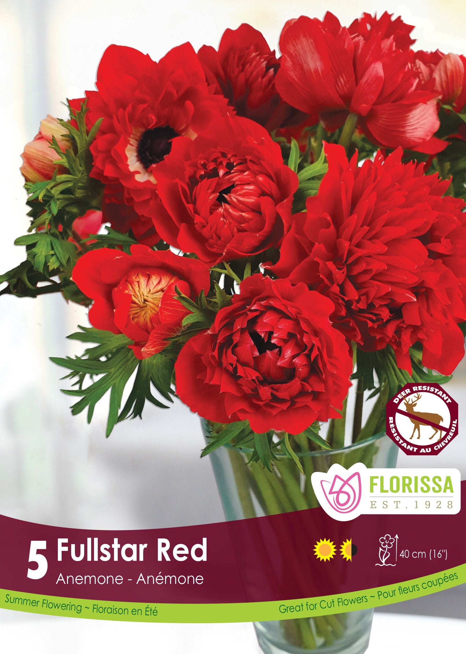Anémone Fullstar ‘Rouge’ (<em>Anemone coronaria</em> ‘Fullstar Red’)