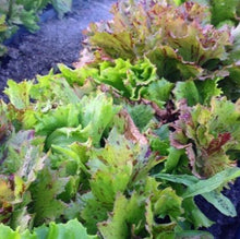 Organic 'Jester Crisphead' Lettuce