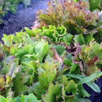 Organic 'Jester Crisphead' Lettuce Seeds by Gaia, product image prepared for Canadian gardeners.