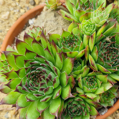 Sempervivum 'Hippie Chick'