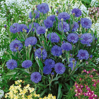 Des fleurs bleu violet aux nombreux pétales fins se dressent sur des tiges vertes ramifiées. Des feuilles étroites entourent les groupes de corolles, et quelques boutons restent visibles entre elles. De petites fleurs blanches remplissent une partie du fond. Des groupes jaunes et roses apparaissent au bas, autour des fleurs bleues qui dominent le centre de l’image.