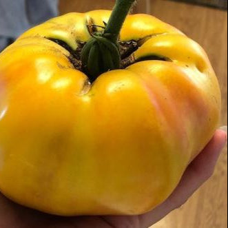 Organic 'Jubilee' Tomato
