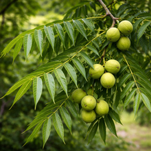 Juglans nigra